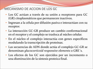 MECANISMO DE ACCION DE LOS GC
• Los GC actúan a través de su unión a receptores para GC
(GR) citoplasmáticos que permanecen inactivos.
• Ingresan a la célula por difusión pasiva e interactúan con su
receptor.
• La interacción GC-GR produce un cambio conformacional
en el receptor y el complejo se trasloca al núcleo celular.
• En el núcleo el complejo interactúa con genes específicos
modulando la transcripción de proteínas.
• Las secuencias de ADN donde actúa el complejo GC-GR se
denominan glucocorticoid responsive elements o GRE´s.
• Los efectos de los GC son ejercidos por un incremento o
una disminución de la síntesis proteica final.
 