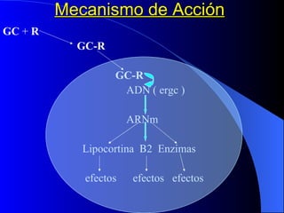 Mecanismo de Acción   GC  +  R   GC-R  GC-R ADN ( ergc ) ARNm  Lipocortina   2  Enzimas efectos  efectos  efectos 