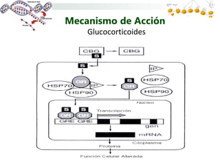 Mecanismo de Acción
    Glucocorticoides
 