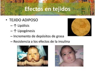 Efectos en tejidos
• TEJIDO ADIPOSO
– ↑ Lipólisis
– ↑ Lipogénesis
– Incremento de depósitos de grasa
– Resistencia a los efectos de la insulina

 