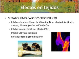 Efectos en tejidos
• METABOLISMO CALCIO Y CRECIMIENTO
– Inhibe el metabolismo de Vitamina D, su efecto intestinal o
ambos, disminuye absorción de Ca+
– Inhibe síntesis local y el efecto IFG-1
– Inhibe GH y crecimiento
– Efectos sobre disco epifisiario

 