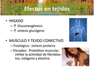 Efectos en tejidos
• HIGADO
– ↑ Gluconeogénesis
– ↑ síntesis glucógeno

• MUSCULO Y TEJIDO CONECTIVO
– Fisiológico: sintesis proteica
– Elevadas: Proteólisis muscular,
inhibe la actividad de fibroblastos, colágeno y elastina

 