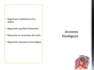  Regulación metabolismo CH y
  lípidos

 Regulación equilibrio hidrosalino

 Respuesta en situaciones de estrés

 Regulación respuesta inmunológica
 