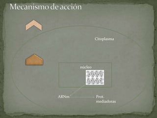 Citoplasma
núcleo
ARNm Prot.
mediadoras
 