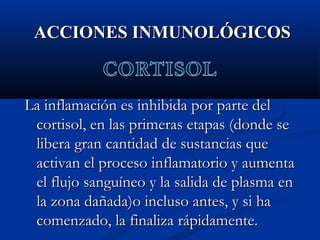 ACCIONES INMUNOLÓGICOSACCIONES INMUNOLÓGICOS
La inflamación es inhibida por parte delLa inflamación es inhibida por parte del
cortisol, en las primeras etapas (donde secortisol, en las primeras etapas (donde se
libera gran cantidad de sustancias quelibera gran cantidad de sustancias que
activan el proceso inflamatorio y aumentaactivan el proceso inflamatorio y aumenta
el flujo sanguíneo y la salida de plasma enel flujo sanguíneo y la salida de plasma en
la zona dañada)o incluso antes, y si hala zona dañada)o incluso antes, y si ha
comenzado, la finaliza rápidamente.comenzado, la finaliza rápidamente.
 