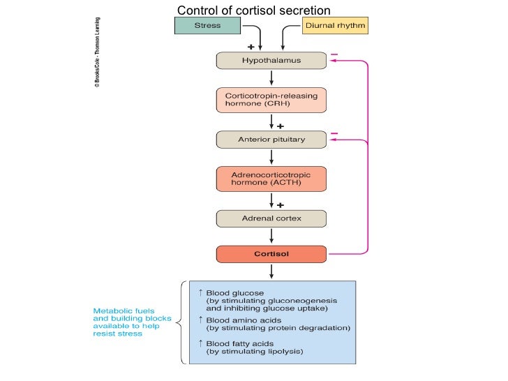wbc how control mineralocorticoids and Glucocorticoids