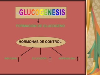 FORMACION DE GLUCOGENO
HORMONAS DE CONTROL
INSULINA( ) GLUCAGON ( ) ADRENALINA ( )
 
