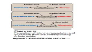 Glucogenic and ketogenic amino acids lec 20 | PPTX