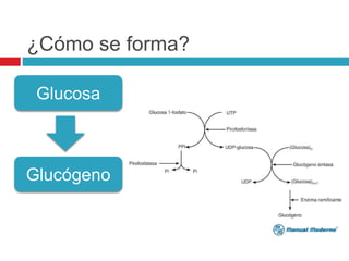 ¿Cómo se forma?
Glucosa
Glucógeno
 