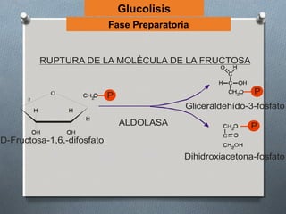 Glucolisis
                            Fase Preparatoria


         RUPTURA DE LA MOLÉCULA DE LA FRUCTOSA



                            P                                P
                                             Gliceraldehído-3-fosfato
                                ALDOLASA                    P
D-Fructosa-1,6,-difosfato
                                             Dihidroxiacetona-fosfato
 