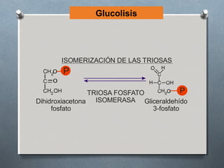 Glucolisis




       ISOMERIZACIÓN DE LAS TRIOSAS
       P

                TRIOSA FOSFATO           P
Dihidroxiacetona ISOMERASA Gliceraldehído
     fosfato                   3-fosfato
 