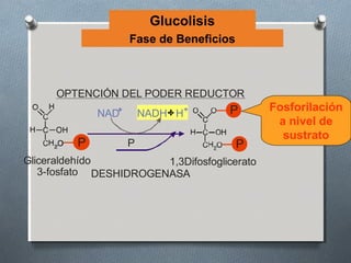 Glucolisis
                   Fase de Beneficios



      OPTENCIÓN DEL PODER REDUCTOR
                                      P       Fosforilación
             NAD       NADH H
                                               a nivel de
                                                sustrato
         P         P                    P
Gliceraldehído          1,3Difosfoglicerato
   3-fosfato DESHIDROGENASA
 