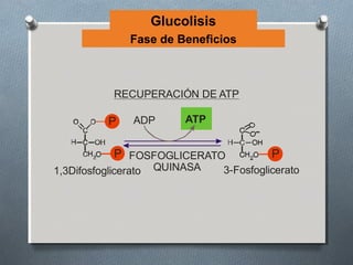 Glucolisis
                Fase de Beneficios



             RECUPERACIÓN DE ATP

           P     ADP       ATP


             P FOSFOGLICERATO                P
1,3Difosfoglicerato   QUINASA      3-Fosfoglicerato
 