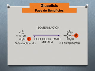 Glucolisis
             Fase de Beneficios




               ISOMERIZACIÓN

                                         P
         P     FOSFOGLICERATO
3-Fosfoglicerato   MUTASA    2-Fosfoglicerato
 