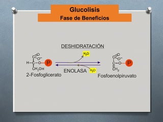 Glucolisis
               Fase de Beneficios




               DESHIDRATACIÓN


         P                                P
                   ENOLASA
2-Fosfoglicerato             Fosfoenolpiruvato
 