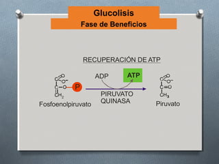 Glucolisis
               Fase de Beneficios



               RECUPERACIÓN DE ATP

                    ADP     ATP
           P
                     PIRUVATO          3

Fosfoenolpiruvato    QUINASA        Piruvato
 