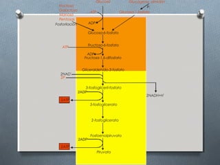 Glucosa             Glucógeno, almidón
  Fructosa                                                  Pi
  Galactosa
                        ATP                 Glucosa-1-fosfato
  Manosa
  Pentosas
Fosforilación          ADP

                       Glucosa-6-fosfato


                       Fructosa-6-fosfato
    ATP
                     ADP
                   Fructosa-1,6-difosfato


                  Gliceraldehído-3-fosfato
   2NAD
          +


   2Pi

                   3-fosfogliceril-fosfato
                2ADP
                                                         2NADH+H
                                                                  +


   2ATP
                        3-fosfoglicerato



                         2-fosfoglicerato



                        Fosfoenolpiruvato
                2ADP

   2ATP
                              Piruvato
 