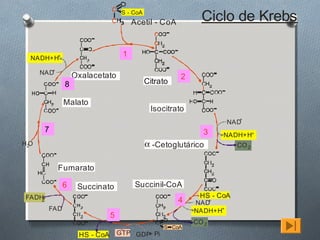 3
                                    S - CoA
                                        Acetil - CoA          Ciclo de Krebs

  NADH+H+
                                    1
         +
      NAD          Oxalacetato                          2
               8                              Citrato

               Malato
                                               Isocitrato
                                                                         +
                                                                      NAD
         7                                                    3    NADH+H+
H2O                                           α -Cetoglutárico          CO 2


             Fumarato

               6    Succinato            Succinil-CoA
 FADH                                                        HS - CoA
     2                                                  4   NAD+

         FAD                                                NADH+H+
                               5
                                                            CO 2
                                                   S CoA
                    HS - CoA       GTP GDP Pi
                                          +
 