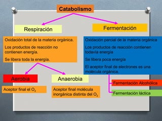 Catabolismo


            Respiración                                   Fermentación

Oxidación total de la materia orgánica.        Oxidación parcial de la materia orgánica
Los productos de reacción no                   Los productos de reacción contienen
contienen energía.                             todavía energía
Se libera toda la energía.                     Se libera poca energía
                                               El aceptor final de electrones es una
                                               molécula orgánica.
    Aerobia                    Anaerobia
                                                              Fermentación Alcohólica
Aceptor final el O2          Aceptor final molécula
                             inorgánica distinta del O2       Fermentación láctica
 