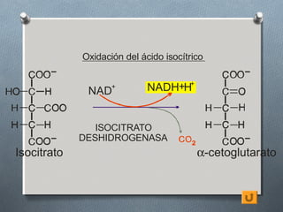 Oxidación del ácido isocítrico


              NAD
                    +        NADH+H+


                ISOCITRATO
             DESHIDROGENASA
Isocitrato                               α-cetoglutarato
 