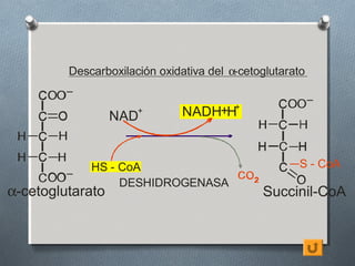 Descarboxilación oxidativa del α-cetoglutarato


                  NAD +        NADH+H+



             HS - CoA                                S - CoA
                  DESHIDROGENASA
α-cetoglutarato                               Succinil-CoA
 