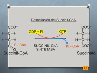 Desacilación del Succinil-CoA


               GDP + Pi           GTP


     S - CoA     SUCCINIL-CoA        HS - CoA
                  SINTETASA
Succinil-CoA                                    Succinato
 