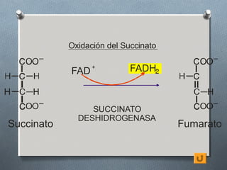 Oxidación del Succinato


            FAD +           FADH



                 SUCCINATO
              DESHIDROGENASA
Succinato                             Fumarato
 