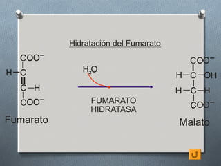 Hidratación del Fumarato


                2




                FUMARATO
                HIDRATASA
Fumarato                              Malato
 