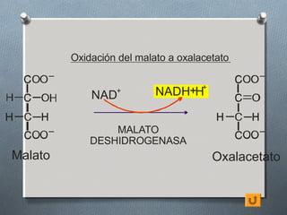 Oxidación del malato a oxalacetato


             NAD  +        NADH+H+


                 MALATO
             DESHIDROGENASA
Malato                                 Oxalacetato
 