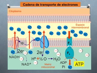 Cadena de transporte de electrones
Citoplasma




                                                                        Espacio
                 +            +         +
  +              H        H           H          H+   H    +        intermembranal
H     H +

            H+        +
                      H                     +          +            H+   H+ +
                          H   +
                                          H      H+ H                      H
                                                                      H+
                          C
            Q                                                  F1

 H+   2e         H+       2e         H+                    F0
NADH
                     H++½ O                     H2O
                                                  ADP
             NAD+                    Matriz                           ATP
                                  mitocondrial        Pi H      +
 