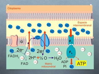 Citoplasma




                                                                        Espacio
                     +            +         +
  +                H          H           H          H+   H+        intermembranal
H         H+
               +         H+                                +        H+   H+ +
               H              H+              H+     H+ H                  H
                                                                      H+
                              C
               Q                                               F1

 H    +   2e             H+   2e         H+                    F0
FADH2
                     2H++½ O                       H2O
                                                      ADP
               FAD                       Matriz
                                      mitocondrial        Pi H  +
                                                                      ATP
 