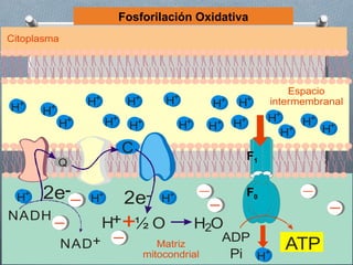 Fosforilación Oxidativa
Citoplasma




                                                                           Espacio
                 +               +          +
  +              H            H          H          H+    H    +       intermembranal
H     H +
             +           +
                         H                                 +           H+   H+ +
            H                 H+              H+    H+    H
                                                                              H
                                                                         H+
                             C                                 F1
            Q


 H+   2e         H   +
                             2e         H +                    F0

NADH
                     H++½ O                        H2O
                                                         ADP
             NAD+                       Matriz                           ATP
                                     mitocondrial        Pi        H+
 