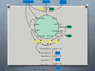 Aminoácidos               Glucosa                   Ácidos
                                                    Grasos

                           Piruvato
                                      CO2
                          Acetil - CoA



               Oxalacetato               Citrato


              Malato                        Isocitrato
                                                             CO2
         Fumarato                      - Cetoglutarato


                 Succinato      Succinil - CoA               CO2



                            NADH
                       Flavoproteína        ADP + Pi

                        Coenzima Q            ATP
                        Citocromo b         ADP + Pi

                        Citocromo c           ATP

                       Citocromo a 3
                                            ADP + Pi

                                              ATP
              2H+ + ½ O2
 