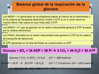 Balance global de la respiración de la
                          glucosa
 Los NADH + H+ generados en el citoplasma pasan al interior de la mitocondria y
 en la cadena de transporte electrónico rinden 3 ATP (y no 2 como viene en
 vuestro libro). Hay casos en que rinde solo 2 ATP.

 Los NADH + H+ que se generan en la matriz mitocondrial general 3 ATP al pasar
 por la cadena electrónica.
 Los FADH2 formados en la matriz mitocondrial solo generan 2 ATP en la cadena
 de transporte de electrones.
 El GTP generado en el ciclo de Krebs se cuenta como un ATP


 Glucosa + 6O2 + 38 ADP + 38 Pi  6 CO2 + 44 H2O + 38 ATP

      Glucosa + 6 O2  6CO2 + 6 H2O      ∆Gº’ = -686 kcal/mol

38 ADP + 38 Pi  38 ATP + 38 H2O         ∆Gº’ = 7,3 kcal/mol x 38 = +263 kcal/mol

           Eficacia  (263 / 686) X 100 = 38%
 