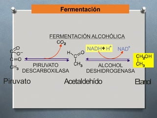 Fermentación



               FERMENTACIÓN ALCOHÓLICA
                   2
                            NADH H   NAD
                                             2

          PIRUVATO      3      ALCOHOL       3
   3
       DESCARBOXILASA       DESHIDROGENASA

Piruvato           Acetaldehído            Etanol
 