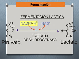 Fermentación



           FERMENTACIÓN LÁCTICA
           NADH H    NAD


   3            LACTATO           3
            DESHIDROGENASA
Piruvato                      Lactato
 