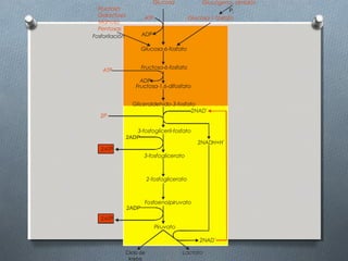 Glucosa               Glucógeno, almidón
  Fructosa                                                    Pi
  Galactosa
                        ATP                   Glucosa-1-fosfato
  Manosa
  Pentosas
Fosforilación          ADP

                       Glucosa-6-fosfato


    ATP                Fructosa-6-fosfato

                      ADP
                    Fructosa-1,6-difosfato


                  Gliceraldehído-3-fosfato
                                         2NAD+
   2Pi

                   3-fosfogliceril-fosfato
                2ADP
                                                 2NADH+H
                                                         +


   2ATP
                        3-fosfoglicerato



                           2-fosfoglicerato



                        Fosfoenolpiruvato
                2ADP

   2ATP
                              Piruvato

                                                 2NAD+

                Ciclo de                 Lactato
                 krebs
 