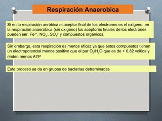 Respiración Anaerobica

Si en la respiración aeróbica el aceptor final de los electrones es el oxígeno, en
la respiración anaeróbica (sin oxígeno) los aceptores finales de los electrones
pueden ser: Fe3+, NO3-, SO42- y compuestos orgánicos.

Sin embargo, esta respiración es menos eficaz ya que estos compuestos tienen
un electropotencial menos positivo que el par O2/H2O que es de + 0,82 voltios y
rinden menos ATP


Este proceso se da en grupos de bacterias detreminadas
 