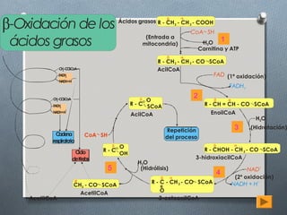 -Oxidación de los
                                                                     ß
                                               Ácidos grasos R - CH 2 - CH 2 - COOH
                                                                             CoA SH

ácidos grasos                                               (Entrada a
                                                           mitocondria)             H2O
                                                                                                1
                                                                                   Carnitina y ATP
                                                                     ß
                                                                R - CH 2 - CH 2 - CO SCoA
               C 3 O oA
                H-C SC                                          AcilCoA
               FAD 2
                  H                                                                     FAD (1ª oxidación)
                       +
               NA H+H
                 D
                                                                                                    FADH2
                                                                              2
          C 3 O oA
           H-C SC                                      ß   O                            ß
          FA H
            D2                                      R - C = SCoA                     R - CH = CH - CO SCoA
                   +
          N D +H
           AH
                                                    AcilCoA                            EnoilCoA
                                                                                                             H2O

                                                                     Repetición                      3      (Hidratación)
            C na
             ade              CoA SH                                 del proceso
          respiratoria
                                        _
                                           ß   O                                        ß
                         C lo
                          ic       R - C=                                         R - CHOH - CH 2 - CO SCoA
                                               OH
                        deK bs
                           re                                                  3-hidroxiacilCoA
                                                      H2O
                                       5               (Hidrólisis)                                       NAD+
                                                                                            4
                                                                 ß                                   (2º oxidación)
                                                              R - C - CH 2 - CO SCoA                NADH + H+
                           CH3 - CO SCoA
                                                                =




                             AcetilCoA                          O
   AcetilCoA                                                    3-cetoacilCoA
 