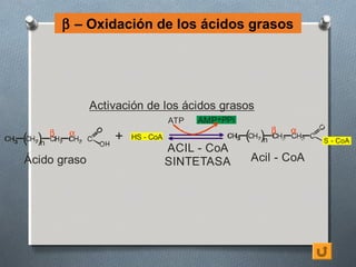 β – Oxidación de los ácidos grasos




                    Activación de los ácidos grasos
                                       ATP   AMP+PPi

3   ( )n   β    α
                        +   HS - CoA                   3   ( )n β   α
                                                                         S - CoA
                                       ACIL - CoA
    Ácido graso                        SINTETASA            Acil - CoA
 