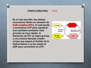 FOSFO-CREATINA          PCR.


Es el más sencillo; las células
musculares tienen un almacén de
fosfo-creatina (PCr), el cual ayuda
a reconstruir ATP para mantener
una cantidad constante. Este
proceso es muy rápido; la
liberación de PCr se logra gracias
a una enzima llamada creatin-
cinasa que separa el fosfato de la
fosfocreatina y se los presta al
ADP para convertirlo en ATP.
 