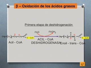 β – Oxidación de los ácidos grasos




                    Primera etapa de deshidrogenación

                               FAD   FADH2
           β    α                                           α
3   ( )n             S - CoA                 3   ( )n   β       S - CoA
                            ACIL - CoA
     Acil - CoA          DESHIDROGENASAEnoil - trans - CoA
 