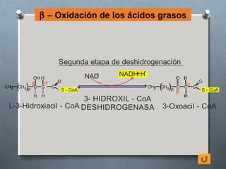 β – Oxidación de los ácidos grasos




                    Segunda etapa de deshidrogenación
                                +
                              NAD   NADH H+
                                        +
           β    α                                          α
3   ( )n            S - CoA                   3   ( )n β       S - CoA
                       3- HIDROXIL - CoA
L-3-Hidroxiacil - CoA DESHIDROGENASA              3-Oxoacil - CoA
 