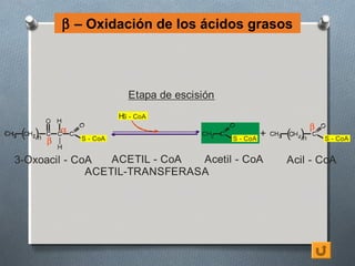 β – Oxidación de los ácidos grasos




                               Etapa de escisión
                             H - CoA
                              S

               α                                                            β
3   ( )n                                       2             +   3   ( )n
           β       S - CoA                         S - CoA                      S - CoA


3-Oxoacil - CoA   ACETIL - CoA Acetil - CoA                          Acil - CoA
              ACETIL-TRANSFERASA
 