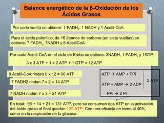 Balance energético de la β-Oxidación de los
                     Ácidos Grasos

  Por cada vuelta se obtiene: 1 FADH2, 1 NADH y 1 Acetil-CoA.

 Para el ácido palmítico, de 16 átomos de carbono (en siete vueltas) se
 obtiene: 7 FADH2, 7NADH y 8 AcetilCoA

Por cada Acetil-CoA en el ciclo de Krebs se obtiene: 3NADH, 1 FADH2 y 1GTP.
         3 x 3 ATP + 1 x 2 ATP + 1 GTP = 12 ATP

8 Acetil-CoA rinden 8 x 12 = 96 ATP               ATP  AMP + PPi
 7 FADH2 rinden 7 x 2 = 14 ATP                                            2 ATP
                                                  ATP + AMP  2 ADP

7 NADH rinden 7 x 3 = 21 ATP                         PPi  2 Pi

En total: 96 + 14 + 21 = 131 ATP, pero se consumen dos ATP en la activación
del ácido graso al final quedan 129 ATP. Con una eficacia en torno al 40%,
como en la respiración de la glucosa.
 