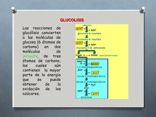 GLUCOLISIS

Las reacciones de
glucólisis convierten
a las moléculas de
glucosa (6 átomos de
carbono)     en    dos
moléculas            de
piruvato, de tres
átomos de carbono,
las     cuales     aún
contienen la mayor
parte de la energía
que      se      puede
obtener      de       la
oxidación     de    los
azúcares.
 