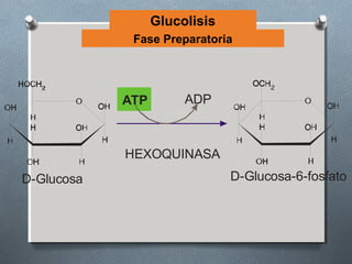 Glucolisis
             Fase Preparatoria




            ATP        ADP



            HEXOQUINASA
D-Glucosa                      D-Glucosa-6-fosfato
 