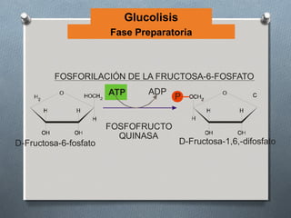 Glucolisis
                       Fase Preparatoria



         FOSFORILACIÓN DE LA FRUCTOSA-6-FOSFATO
                       ATP    ADP
                                     P


                       FOSFOFRUCTO
                         QUINASA
D-Fructosa-6-fosfato                   D-Fructosa-1,6,-difosfato
 