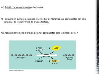 Glucolisi, gluconeogénesis, vias de la pentosa de fosfato | PPTX