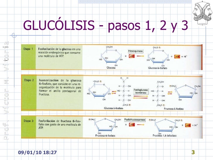 Glucolisis Glucolisis